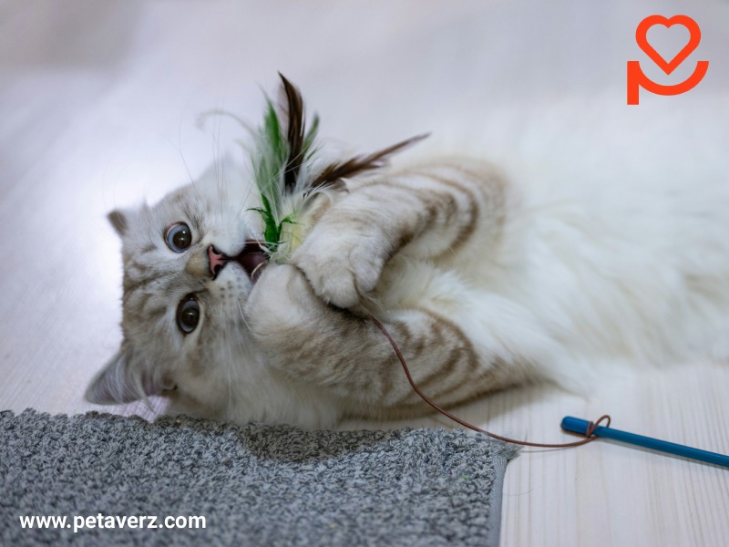 چطور برای گربه اسباب‌بازی بسازیم