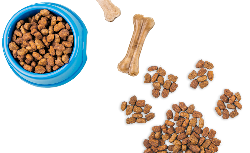 وی پت VIPET؛ تولیدکننده غذای سگ و گربه