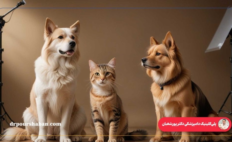 آتلیه عکاسی حیوانات خانگی دکتر پورشعبان