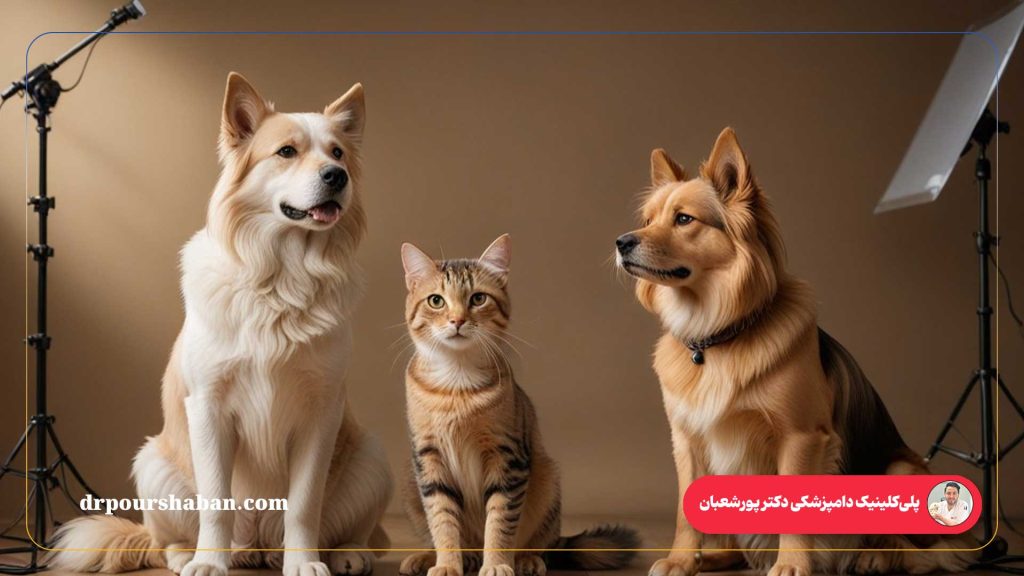 آتلیه عکاسی حیوانات خانگی دکتر پورشعبان